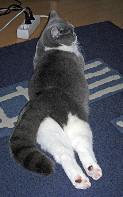 开云体育-波兰队未来展望：通过培养多元化人才，提升整体实力，波兰队的