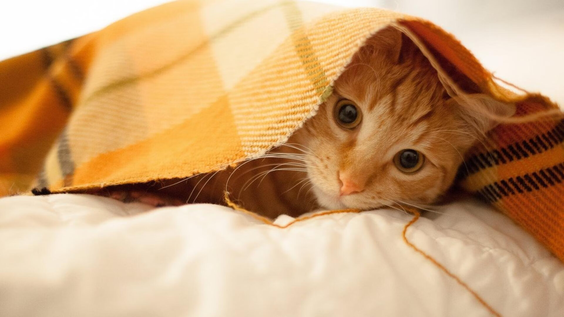 自由泳技术指标雷达图首次公开,自由泳专业术语