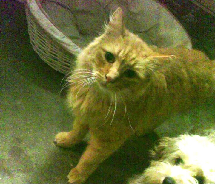 掘金赛季前发布球队誓言激励全队奋斗目标,掘金球队名单