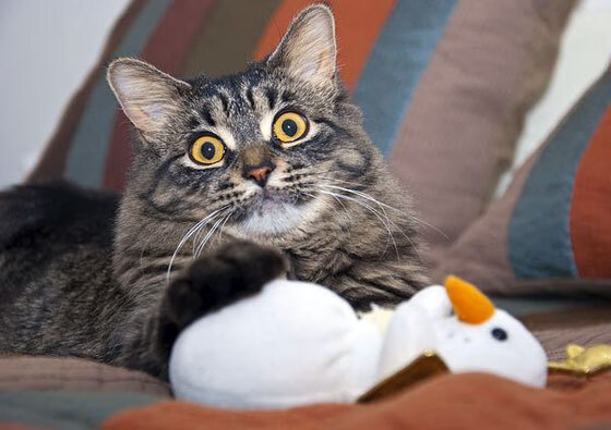 美洲杯激情四溢:明星演绎无与伦比!,美洲杯精彩