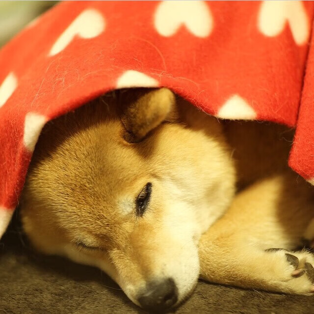 Radisavljevic 坚持多年换来荣耀时刻