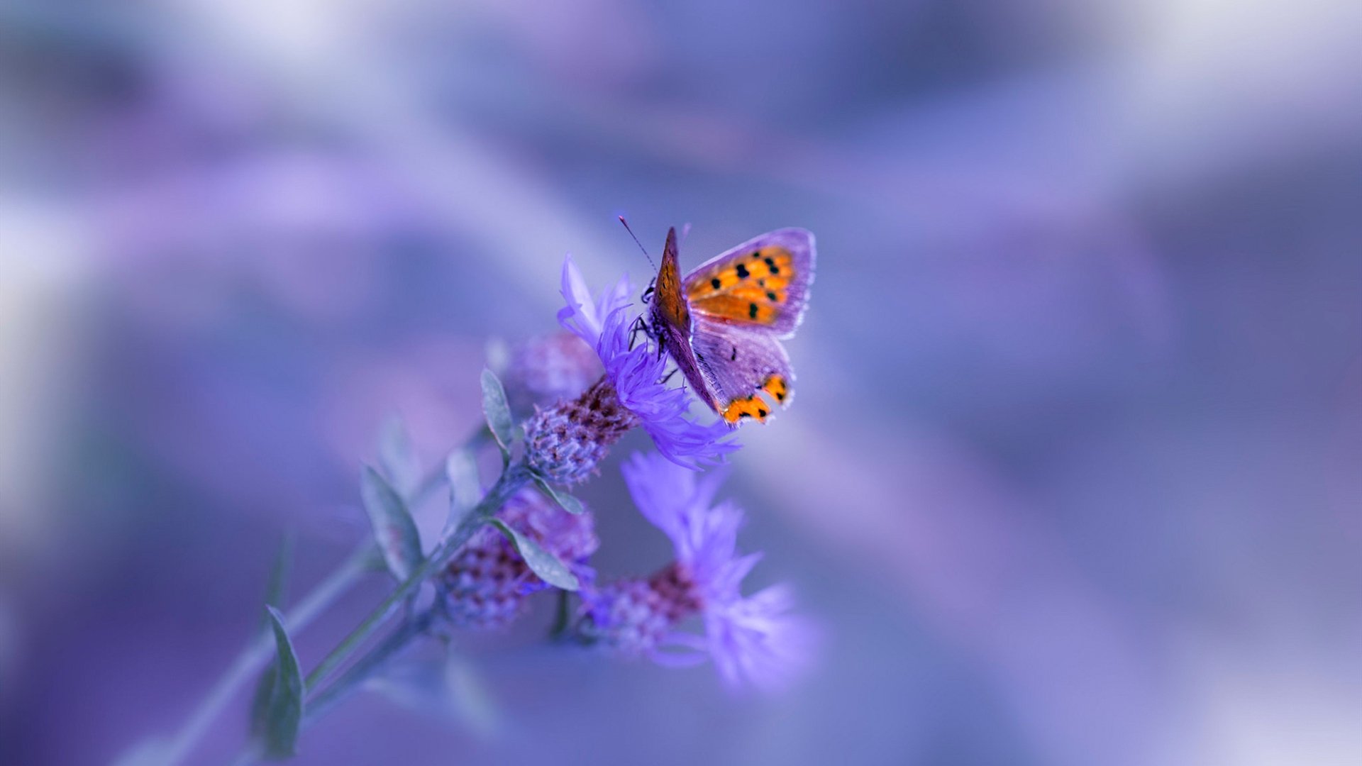 开云app-冠军马龙聊心路：热爱和追求让我不服输！，马龙_冠军的心面对面