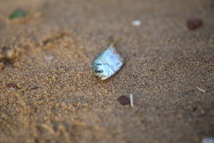 开云官方网-台风带来海鲜盛宴，惠州赶海活动火爆全城，惠州赶海几点去比较好